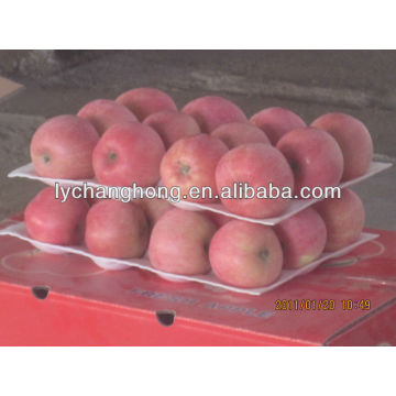 Nueva cosecha Yantai fuji apple para la venta